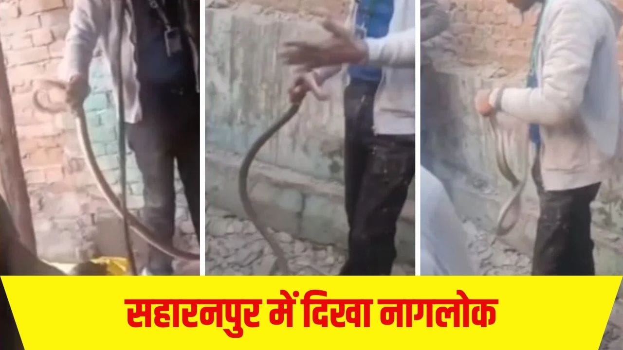 सहारनपुर का ‘नागलोक’! घर में एक के बाद एक निकलते गए सांप, देखते ही मचा हड़कंप; देखें Video