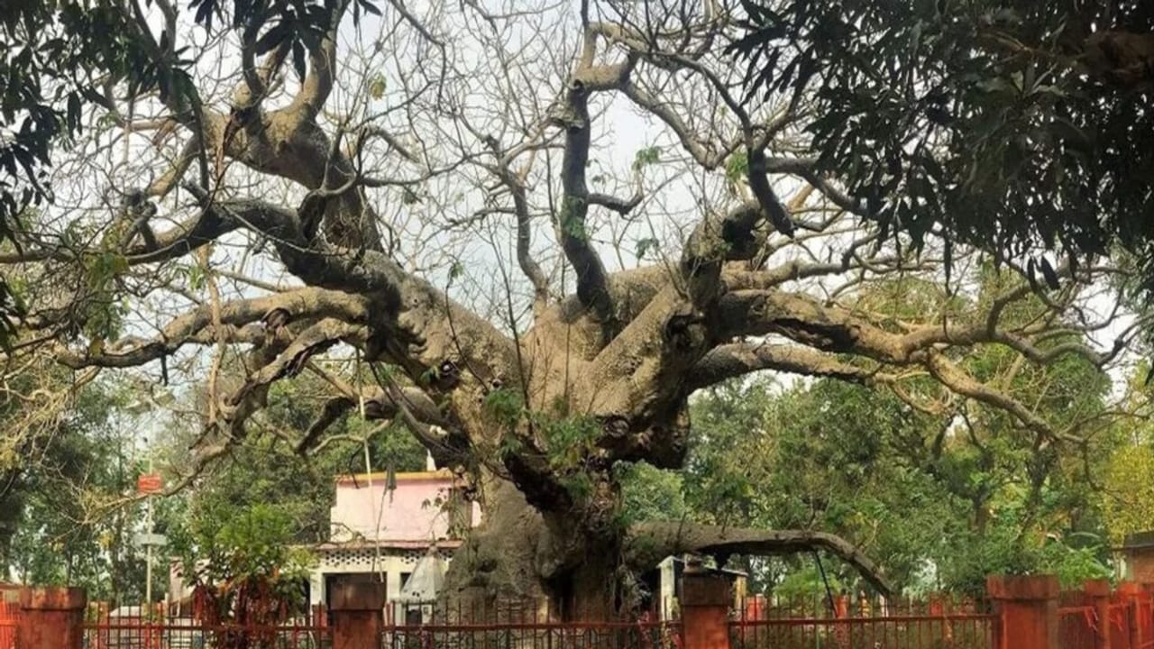 महाभारत काल के पारिजात वृक्ष पर फिर खिले फूल, बाराबंकी में उमड़ी पर्यटकों की भीड़