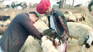 ग्रेटर नोएडा:  फैक्ट्री का जहरीला पानी पीने से 25 भेड़ो की मौत, 50 की हालत गंभीर