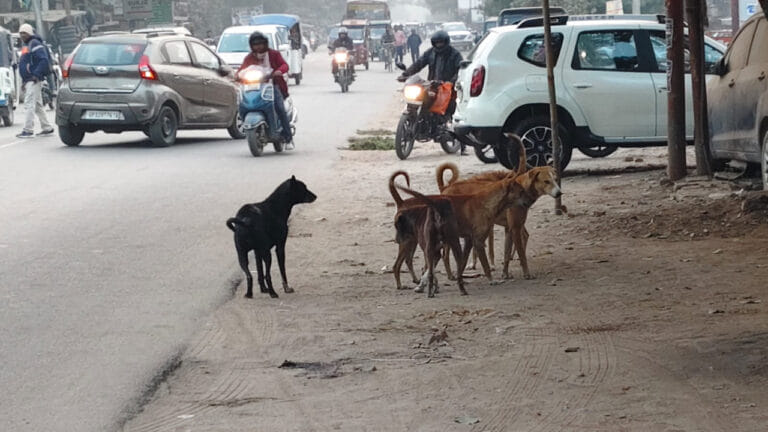 बाराबंकी में आवारा कुत्तों का जानलेवा हमला, बच्ची को 100-110 बार काटा