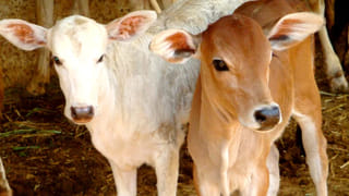 लखनऊ: राजभवन गोशाला में तीन गोवंशों की मौत, दवा बनी वजह; लापरवाही पर दो अधिकारी निलंबित