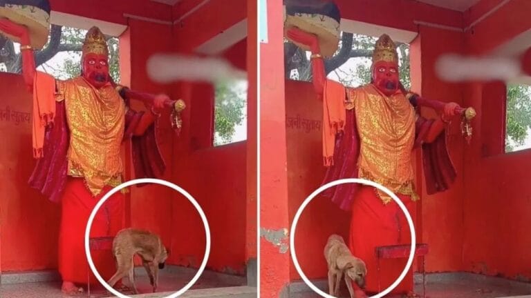 ...तो इस वजह से 5 दिन से हनुमान-मां दुर्गा की परिक्रमा कर रहा कुत्ता