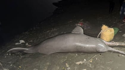 गंगा किनारे मिली थी मरी डॉल्फिन, अब जो पता चला वह और भी खतरनाक