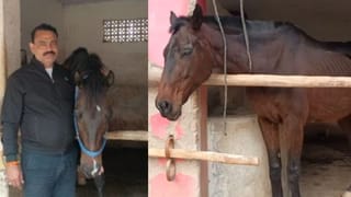 सरकारी घोड़ों पर अब कानपुरिए करेंगे सवारी, कानपुर पुलिस ने लिया अनोखा फैसला; ऐसे मिलेगी सुविधा