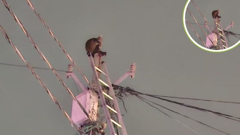 लंगूर के बच्चे को कुत्तों ने नोंचा, पोल के ऊपर अनशन पर बैठी मां; Photo