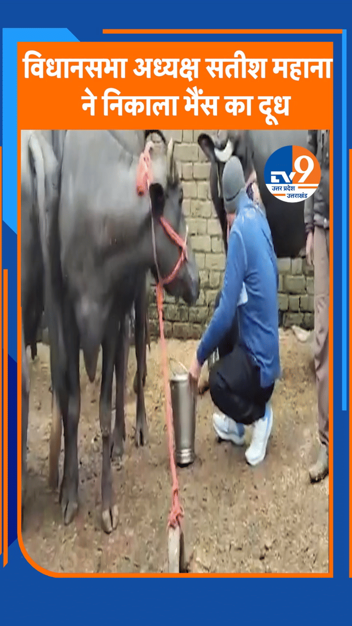 Kanpur: विधानसभा अध्यक्ष सतीश महाना ने निकाला भैंस का दूध