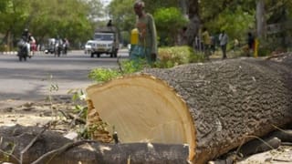 नोएडा-ग्रेटर नोएडा एक्सप्रेसवे पर दो अंडरपास को मंजूरी, लेकिन काटने पड़ जाएंगे 330 पेड़