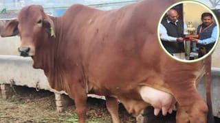 आप भी बन सकते हैं ‘नंद बाबा’, सरकार देगी 80 हजार की सब्सिडी; UP के पशुपालकों को ऐसे मिलेगा लाभ