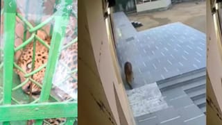 गाजियाबाद के स्कूल में फिर घुसा तेंदुआ, 45 सदस्यीय टीम ने किया रेस्क्यू; 9 घंटे दहशत में रहे लोग