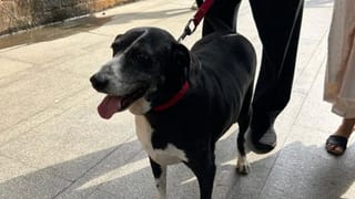 नोएडा की हाईराइज सोसाइटी में फिर बवाल, कुत्ता घुमाने को लेकर 2 महिलाओं में जमकर गाली-गलौज