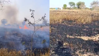 किसान की मेहनत पर भारी बिजली कर्मियों की लापरवाही, महोबा में 4 बीघा गेहूं की फसल राख