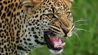 मौत के मुंह से बेटे को खींच लाई मां, तेंदुए के जबड़े से 3 साल के मासूम को ऐसे छुड़ाया