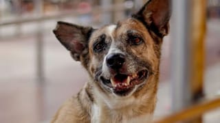 नोएडा में अचानक से बढ़ा आवारा कुत्तों का आतंक, दो दिन में लगाए गए 824 एंटी रैबीज के टीके