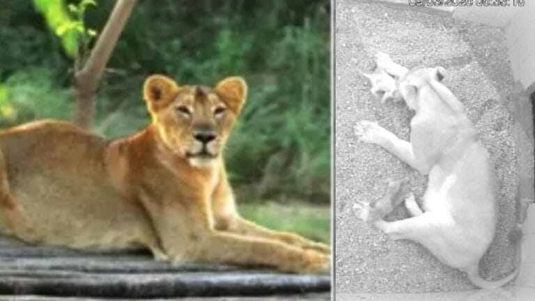 इटावा सफारी में 'नीरजा' ने जन्मे 4 शावक, UP में बढ़ गया शेरों का कुनबा