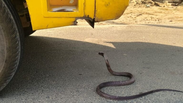 क्या अनहोनी की थी आशंका? सांप ने 25 मिनट तक रोक लिय स्कूल बस का रास्ता
