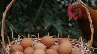 मुर्गी ने कब दिया अंडा और कब तक होगा एक्सपायर? यूपी में हर अंडे पर लिखना होगा ये