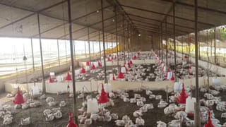 सुल्तानपुर: बारात में डीजे के शोर से 140 मुर्गियों की मौत, पोल्ट्री फार्म संचालक ने दर्ज कराया FIR