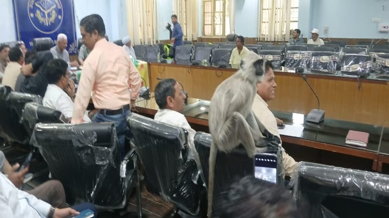 किसानों की समस्या सुन रही बागपत की DM, तभी पहुंच गया ‘मटरू’, रिएक्शन जीत लेगा दिल