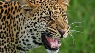 मुरादाबाद में आदमखोर तेंदुए की दहशत, 24 घंटे में दूसरी बच्ची पर किया हमला; मचा हड़कंप