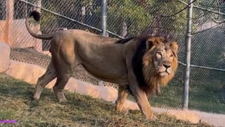 रोहतक की ‘सुधा’ बढ़ाएगी शेरों का कुनबा, इटावा सफारी में सिब्लिंग फैक्टर से लगा था ब्रेक; बना ये फार्मूला