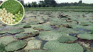 मखाने के लिए बिहार पर आश्रित नहीं रहेगा देश, अब UP में भी शुरू हुई खेती; मेरठ में बड़ा प्रयोग