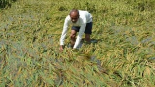 यूपी को आपदाग्रस्त राज्य घोषित करने की तैयारी, बंटाईदारों को भी मिलेगा मुआवजा