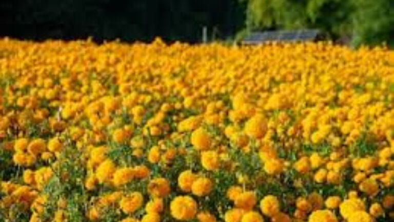 अयोध्या में सेंटर ऑफ एक्सीलेंस फॉर फ्लावर, तीन हेक्टेयर में होगा फैला
