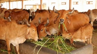 ऑर्गेनिक फर्टिलाइजर सेंटर बनेंगी गोशालाएं, CM योगी ने बनाया ग्रामीण समृद्धि का मॉडल; इतना है बजट