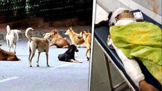 चीखती रही मासूम, नोंचते रहे आवारा कुत्ते; अस्पताल पहुंचने से पहले हो गई मौत