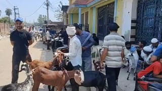 बकरीद पर महंगाई की मार! मंडी में खूब हैं मोटे-ताजे बकरे, नहीं मिल रहे खरीदार