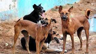 मुरादाबाद में आदमखोर कुत्तों का तांडव,7 साल की मासूम को नोच डाला, एंटी रैबीज सीरम ना मिलने से महिला की हुई मौत