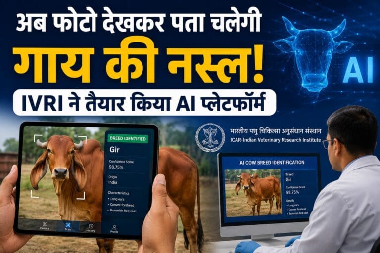अब फोटो देखकर पता चलेगी गाय की नस्ल! IVRI ने तैयार किया AI प्लेटफॉर्म