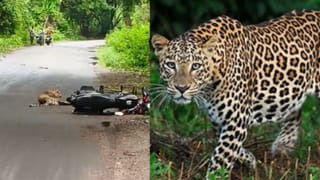 सड़क पर आकर मस्ती करने लगा तेंदुआ, सड़क पर 10 मिनट तक ठप हो गया ट्रैफिक; Video