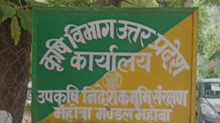 महोबा में मुफ्त मूंगफली बीज पर ‘घोटाले’ का आरोप, 2 हजार कुंतल स्टॉक लापता; DM ने बैठाई जांच