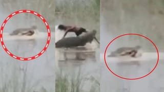 बीमारी में चल बसे मां-बाप, बेटे को खा गया मगरमच्छ; अवशेषों से लिपटकर खूब रोए भाई-बहन… दिल दहला देगी कहानी