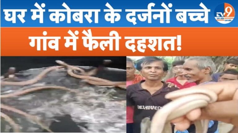 Viral Video: घर में सांपो का अड्डा, बस्ती के इस गांव में दहशत