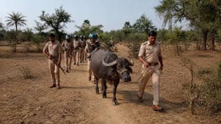 BJP नेता की चोरी हुई थी भैंस, पुलिस ने खंगाल डाली 150 CCTV; 48 घंटे में किया बरामद
