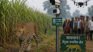 मुरादाबाद में तेंदुओं का आतंक रोकने के लिए AI कवच! 5 गांवों में बिछेगा हाईटेक सुरक्षा जाल