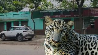मुरादाबाद में तेंदुए का कहर! खेत गई महिला को जिंदा चबा गया, बेटी ने देखा खौफनाक मंजर