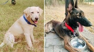 ओसामा-बगदादी को जिन कुत्तों ने खोजा, उसी नस्ल के डॉग बने बरेली पुलिस की ताकत; जानें क्या है खासियत