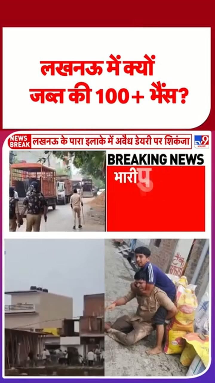 लखनऊ में क्यों जब्त की गई 100+ भैंस?