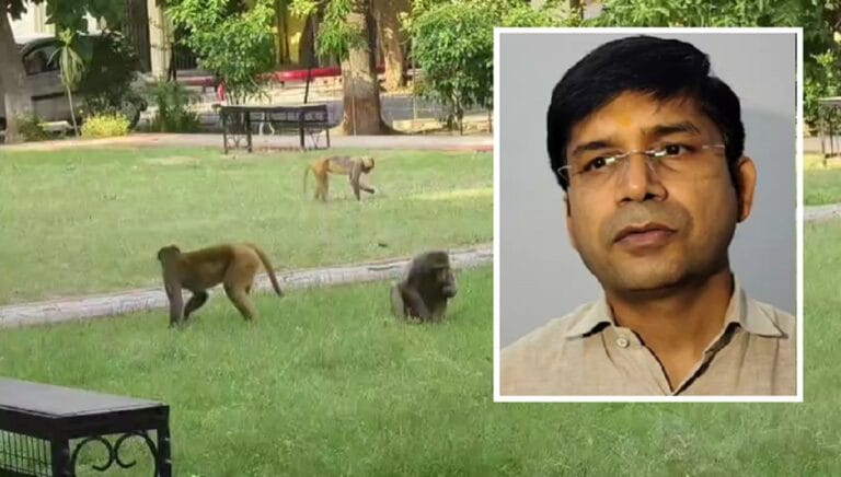 मुरादाबाद में बंदरों का आतंक: DM ने बनाई STF, करेगी ये काम