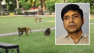 मुरादाबाद में बंदरों का आतंक: DM ने बनाई STF, हिंसक बंदरों को जंगल में छोड़ा जाएगा