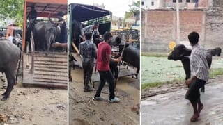 लखनऊ में अवैध डेयरी पर फिर एक्शन, पकड़ी जा रहीं भैंसें… इनका क्या है अतीक कनेक्शन?