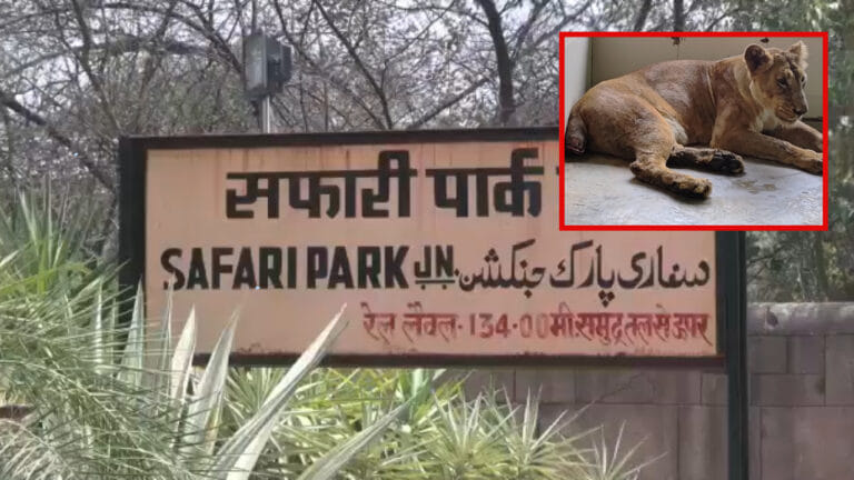 नीरजा ने काटी थी पूंछ, 52 दिन बाद इटावा सफारी में शेरनी राधिका की मौत