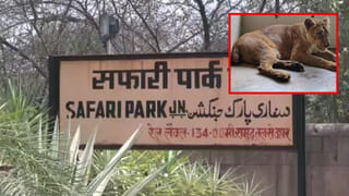 नीरजा ने काटी थी पूंछ, 52 दिन तक चला इलाज… इटावा सफारी में शेरनी राधिका की मौत से शोक